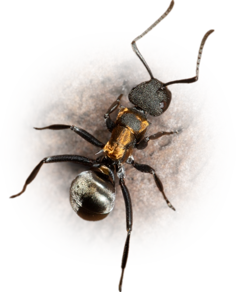 Scientific illustration of Polyrhachis ornata ant - showing key identification features including head, thorax, and gaster.