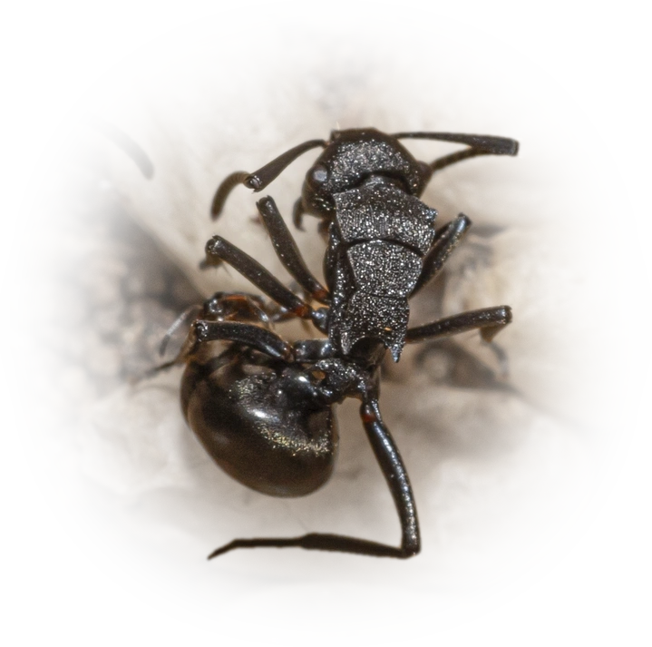 Scientific illustration of Polyrhachis phryne ant - showing key identification features including head, thorax, and gaster.