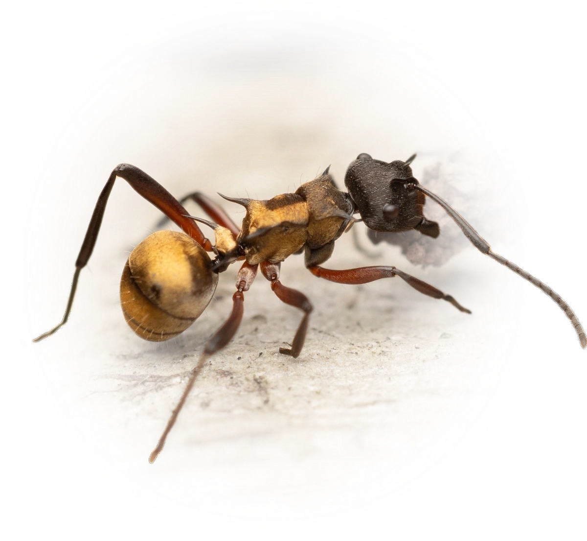 Scientific illustration of Polyrhachis rufifemur ant - showing key identification features including head, thorax, and gaster.
