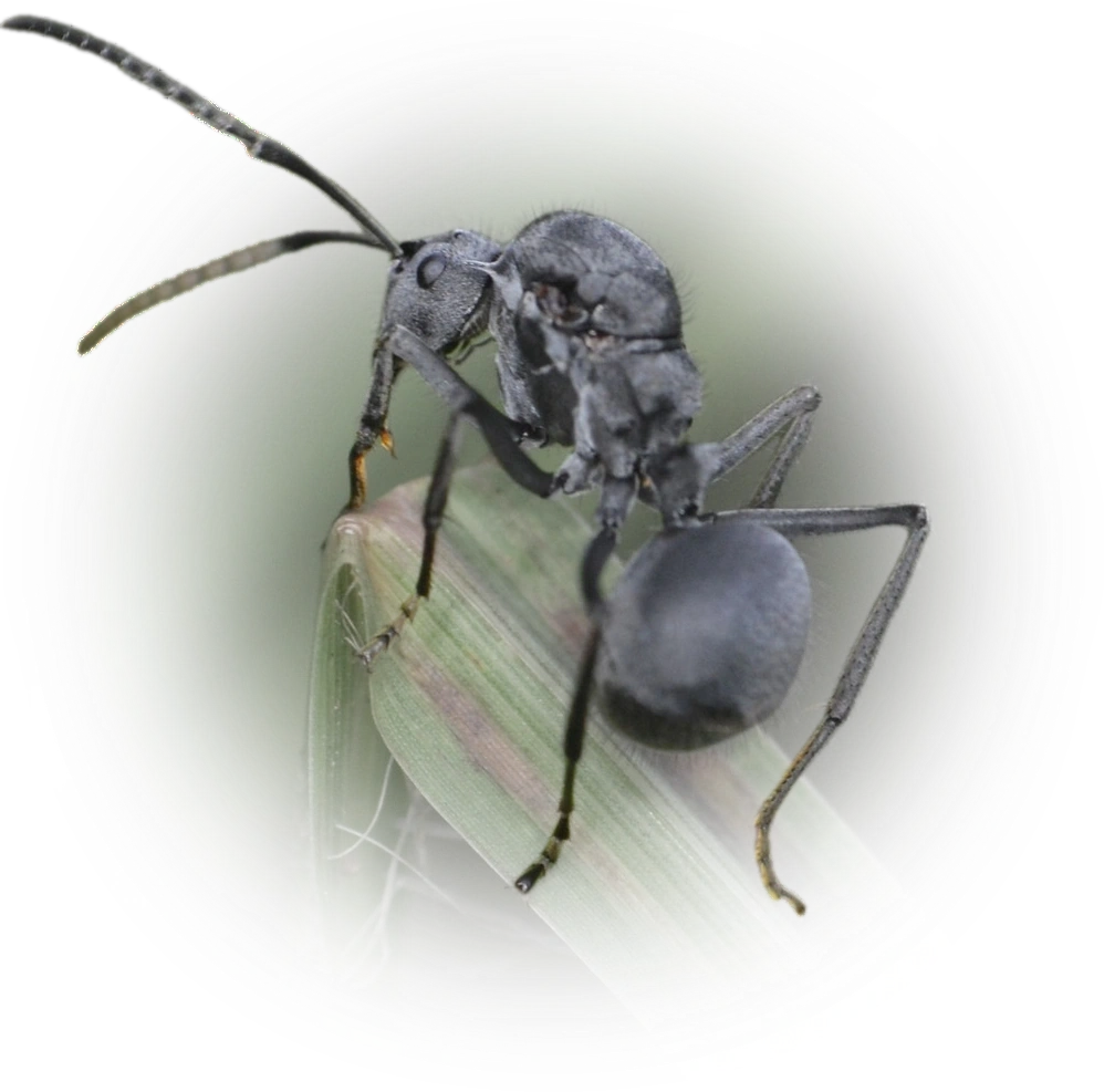Scientific illustration of Polyrhachis schistacea (Savanna Spiny Sugar Ant) - showing key identification features including head, thorax, and gaster.