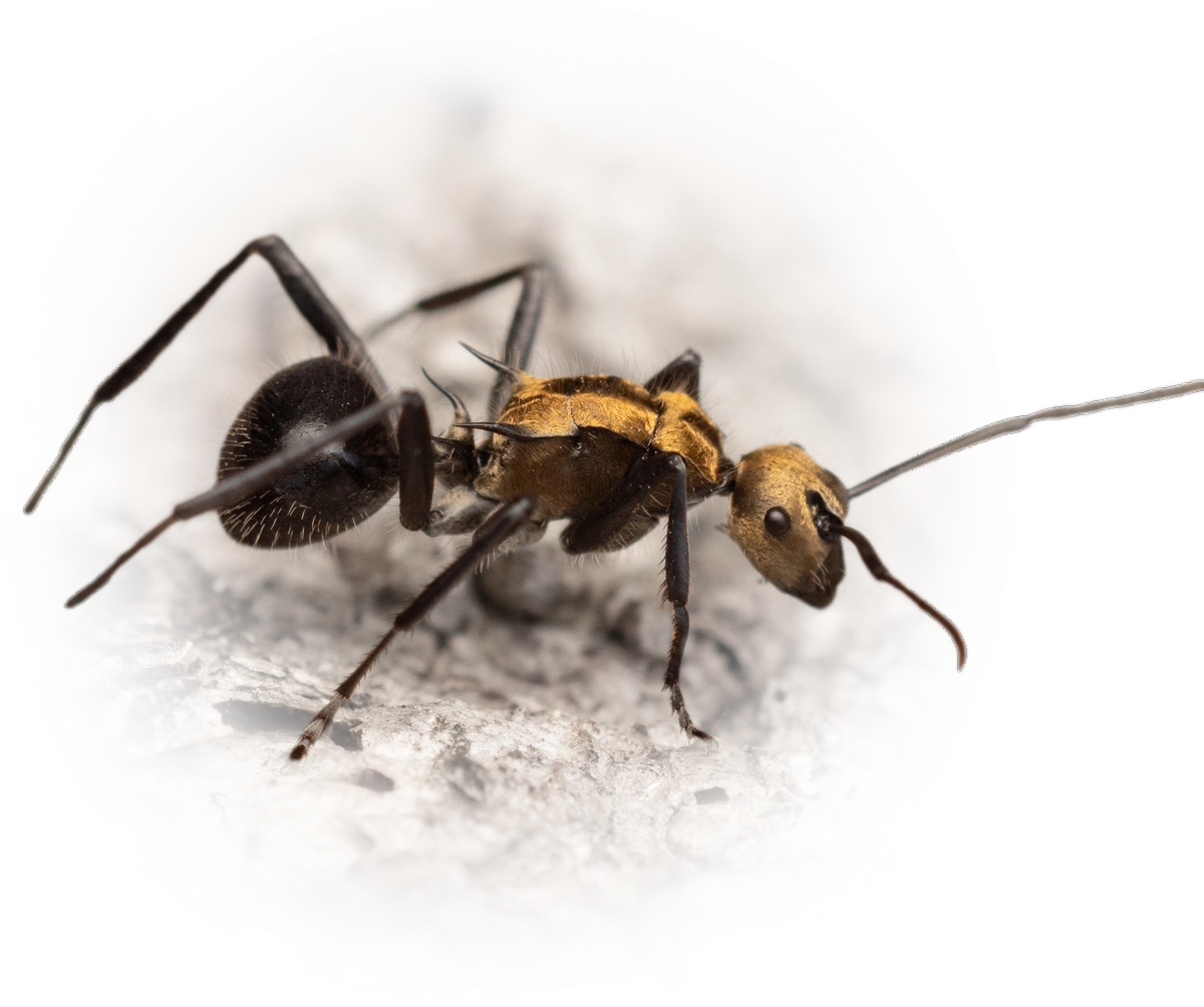 Scientific illustration of Polyrhachis semiaurata ant - showing key identification features including head, thorax, and gaster.