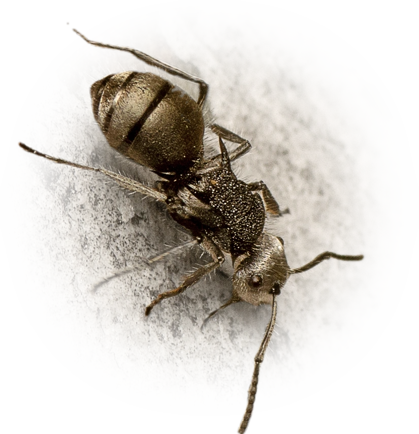 Scientific illustration of Polyrhachis senilis ant - showing key identification features including head, thorax, and gaster.