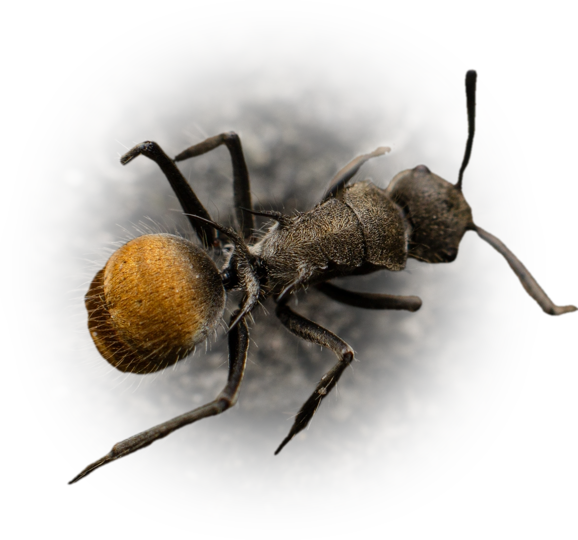 Scientific illustration of Polyrhachis vermiculosa ant - showing key identification features including head, thorax, and gaster.