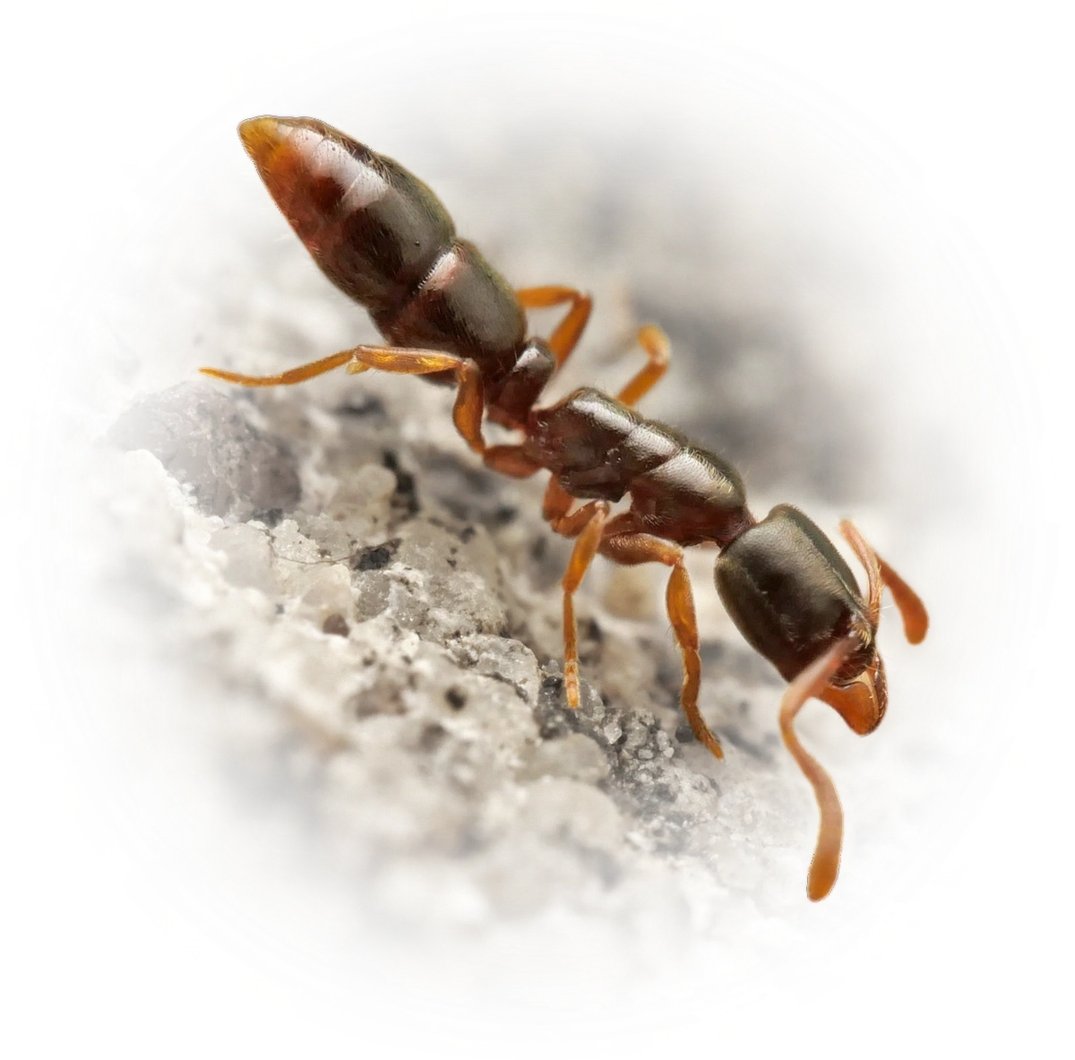 Scientific illustration of Ponera coarctata (Indolent Ant) - showing key identification features including head, thorax, and gaster.
