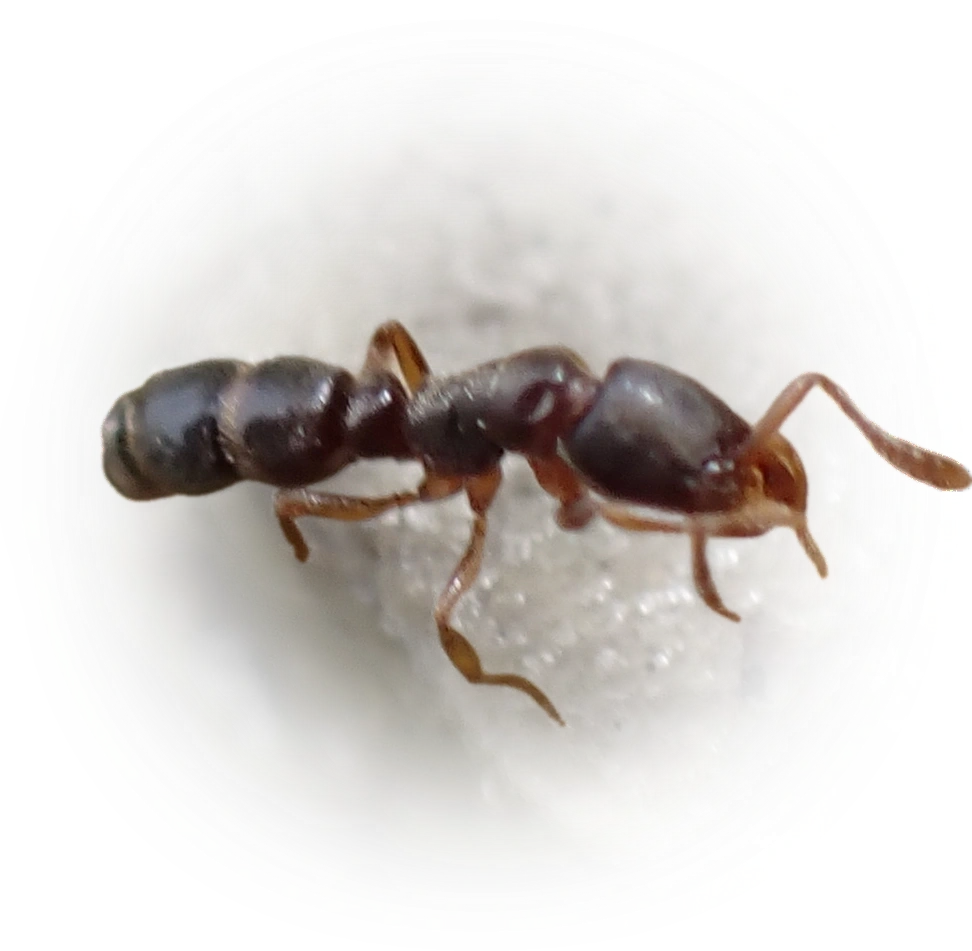 Scientific illustration of Ponera pennsylvanica (Common Porthole Ant) - showing key identification features including head, thorax, and gaster.