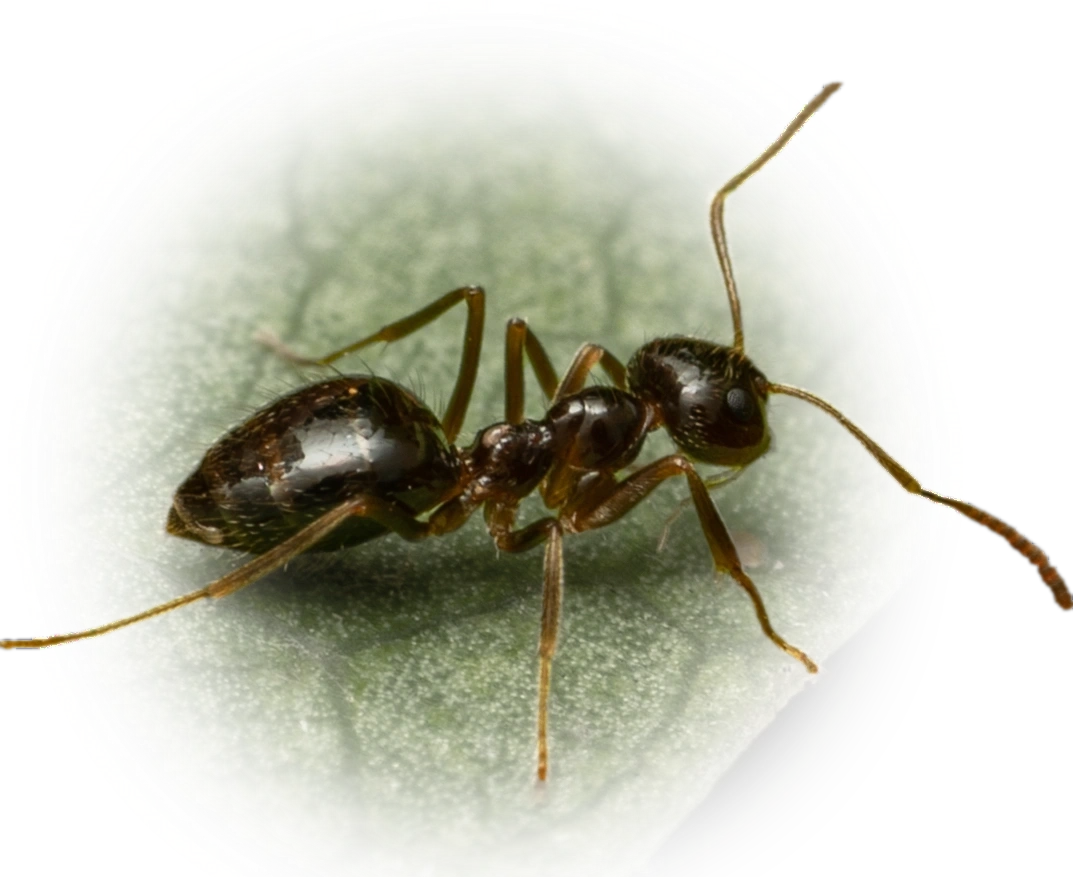 Scientific illustration of Prenolepis imparis (American Winter Ant) - showing key identification features including head, thorax, and gaster.