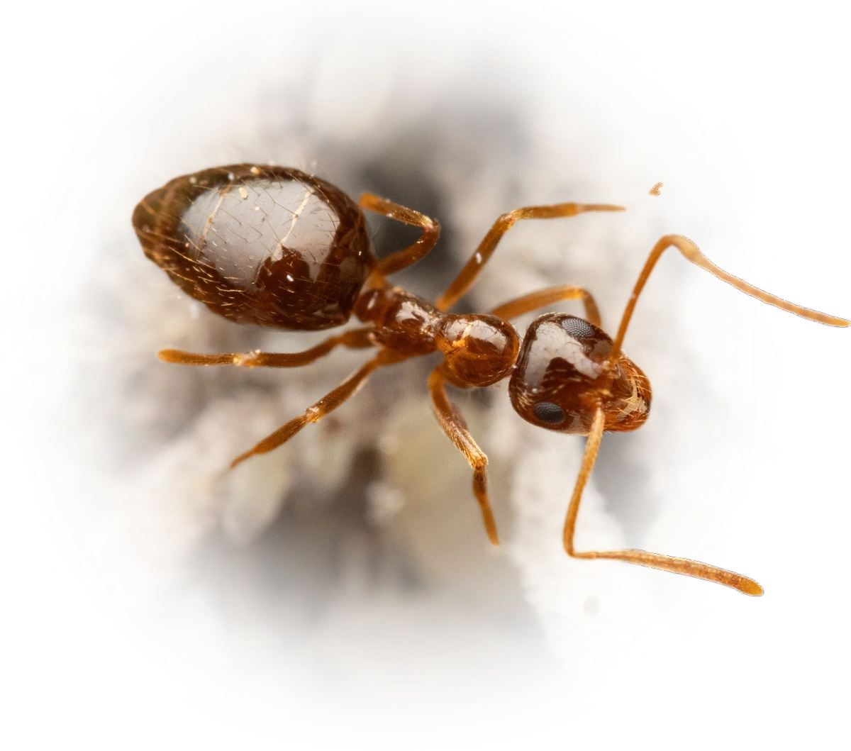 Scientific illustration of Prenolepis nitens (Eurasian Winter Ant) - showing key identification features including head, thorax, and gaster.