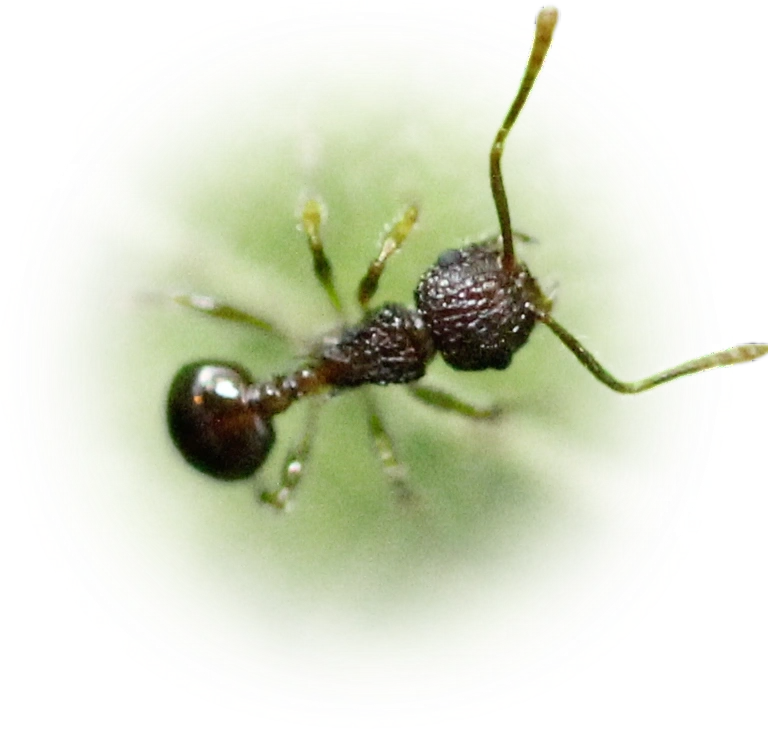 Scientific illustration of Pristomyrmex punctatus (Japanese Queenless Ant) - showing key identification features including head, thorax, and gaster.