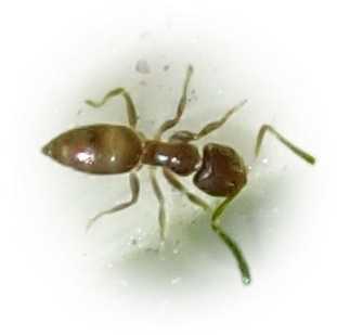 Scientific illustration of Brachymyrmex cordemoyi ant - showing key identification features including head, thorax, and gaster.