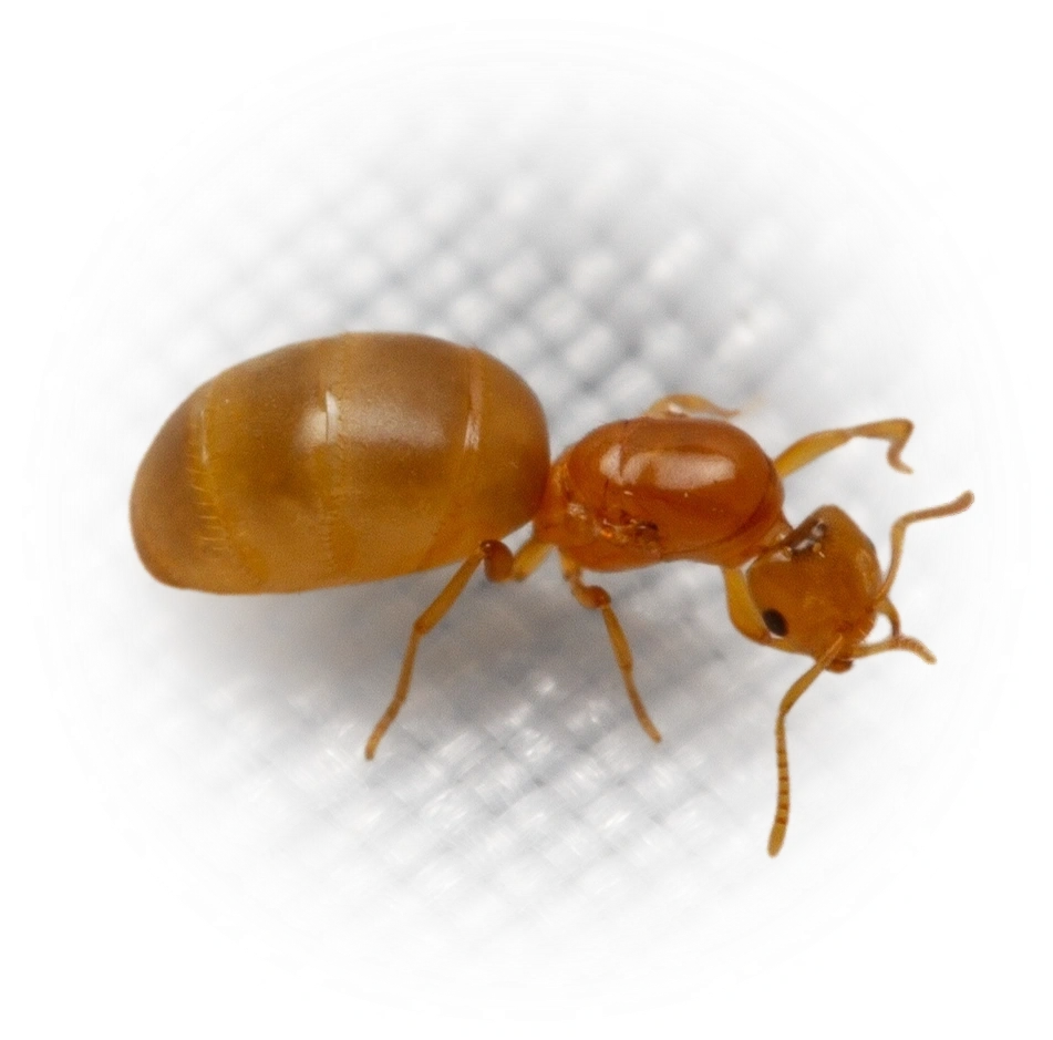 Scientific illustration of Brachymyrmex depilis (Hairless Rover Ant) - showing key identification features including head, thorax, and gaster.