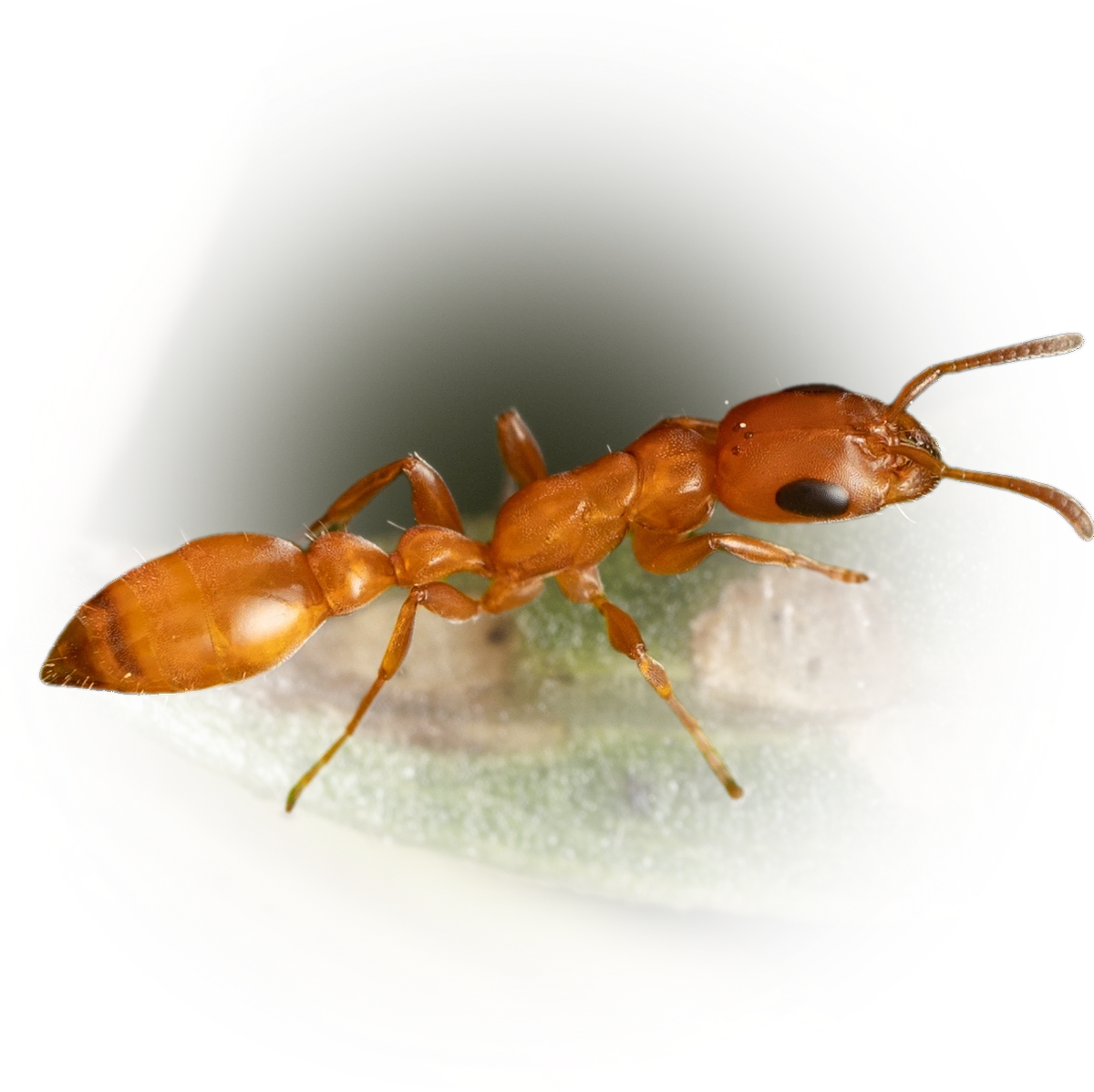 Scientific illustration of Pseudomyrmex apache (Apache Twig Ant) - showing key identification features including head, thorax, and gaster.
