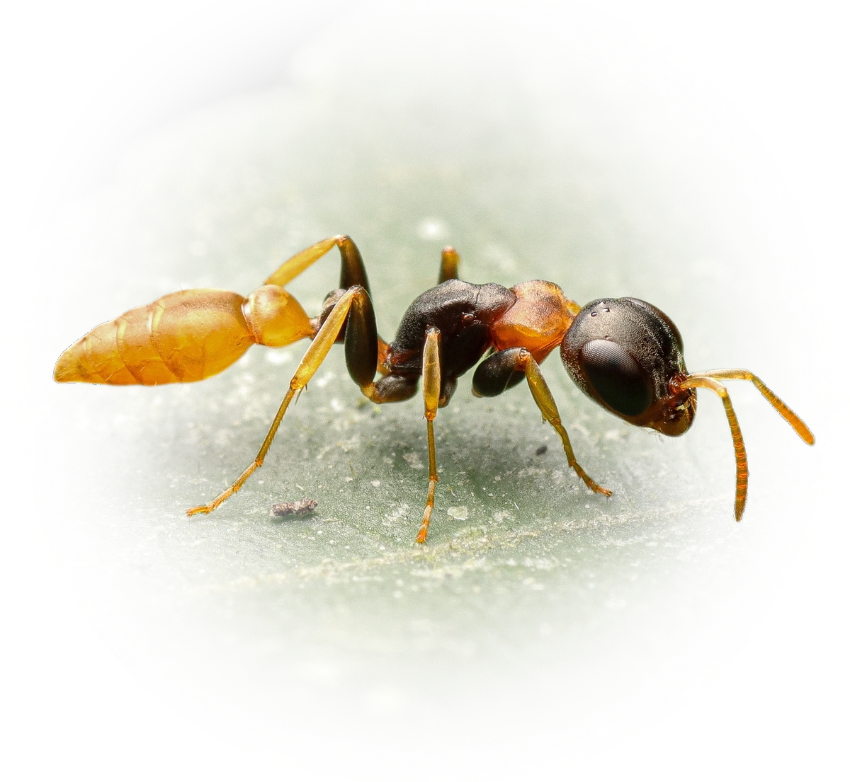 Scientific illustration of Pseudomyrmex boopis ant - showing key identification features including head, thorax, and gaster.