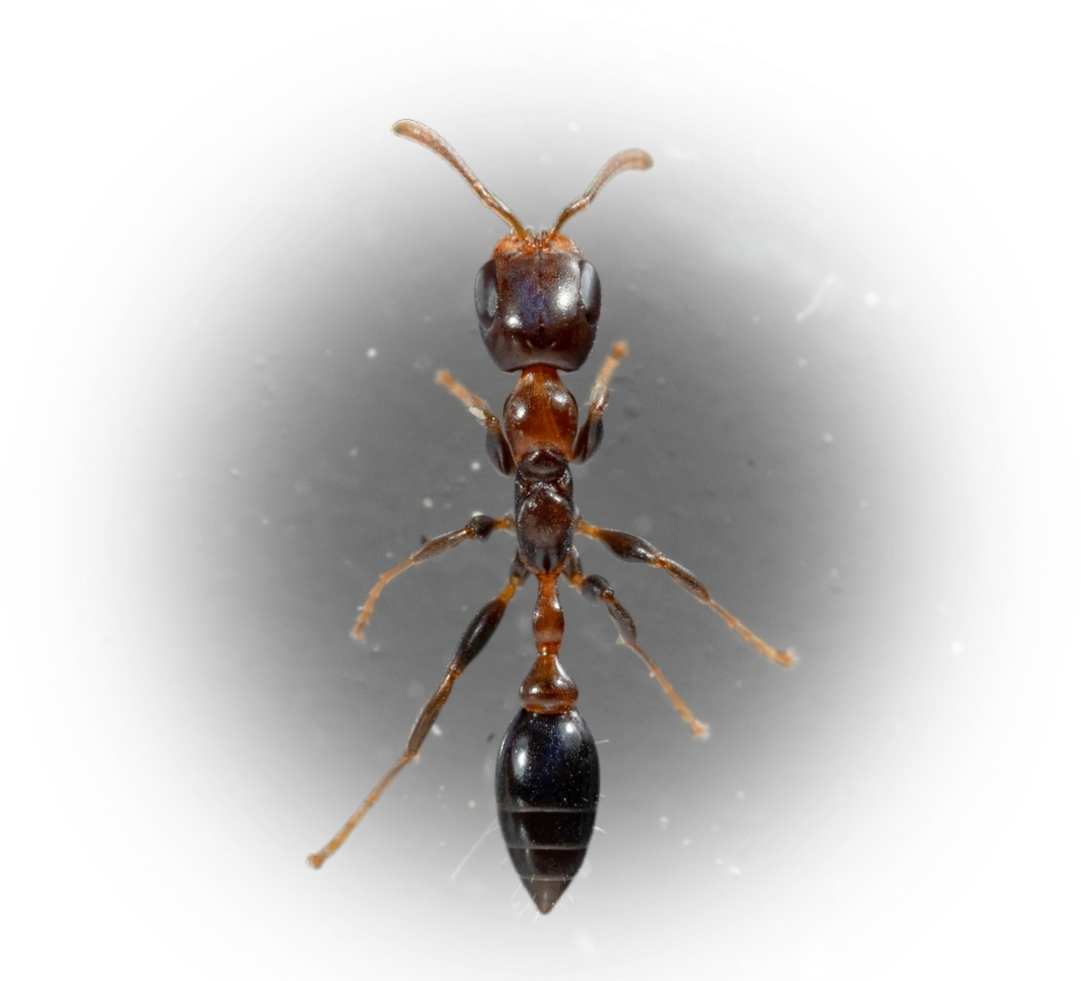 Scientific illustration of Pseudomyrmex ejectus (Shining Dark Twig Ant) - showing key identification features including head, thorax, and gaster.