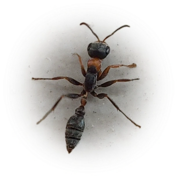 Scientific illustration of Pseudomyrmex gracilis (Graceful Twig Ant) - showing key identification features including head, thorax, and gaster.