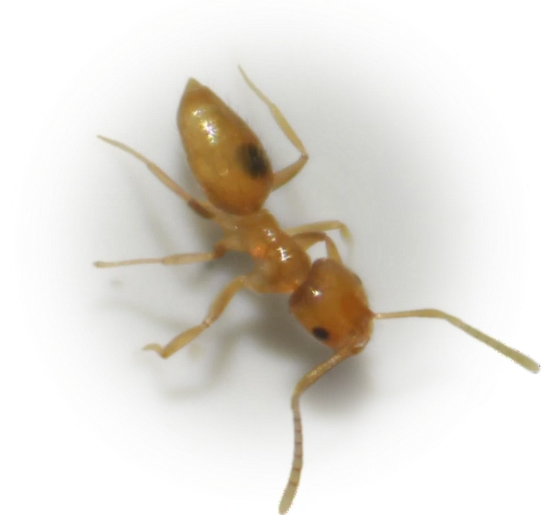 Scientific illustration of Brachymyrmex minutus (Hairy Yellow Rover Ant) - showing key identification features including head, thorax, and gaster.