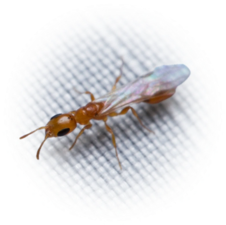 Scientific illustration of Pseudomyrmex pallidus (Pallid Twig Ant) - showing key identification features including head, thorax, and gaster.