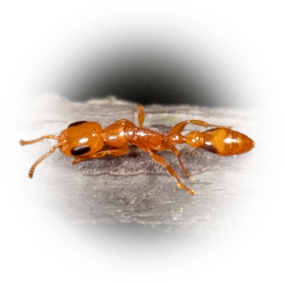 Scientific illustration of Pseudomyrmex simplex (Simple Twig Ant) - showing key identification features including head, thorax, and gaster.