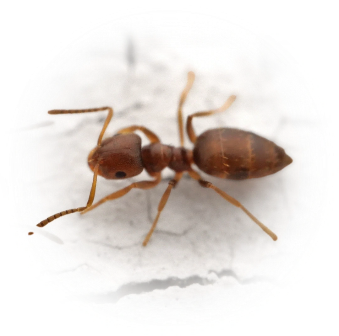 Scientific illustration of Brachymyrmex obscurior (Seaside Rover Ant) - showing key identification features including head, thorax, and gaster.