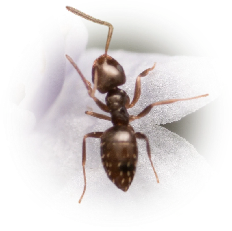 Scientific illustration of Brachymyrmex patagonicus (Dark Rover Ant) - showing key identification features including head, thorax, and gaster.