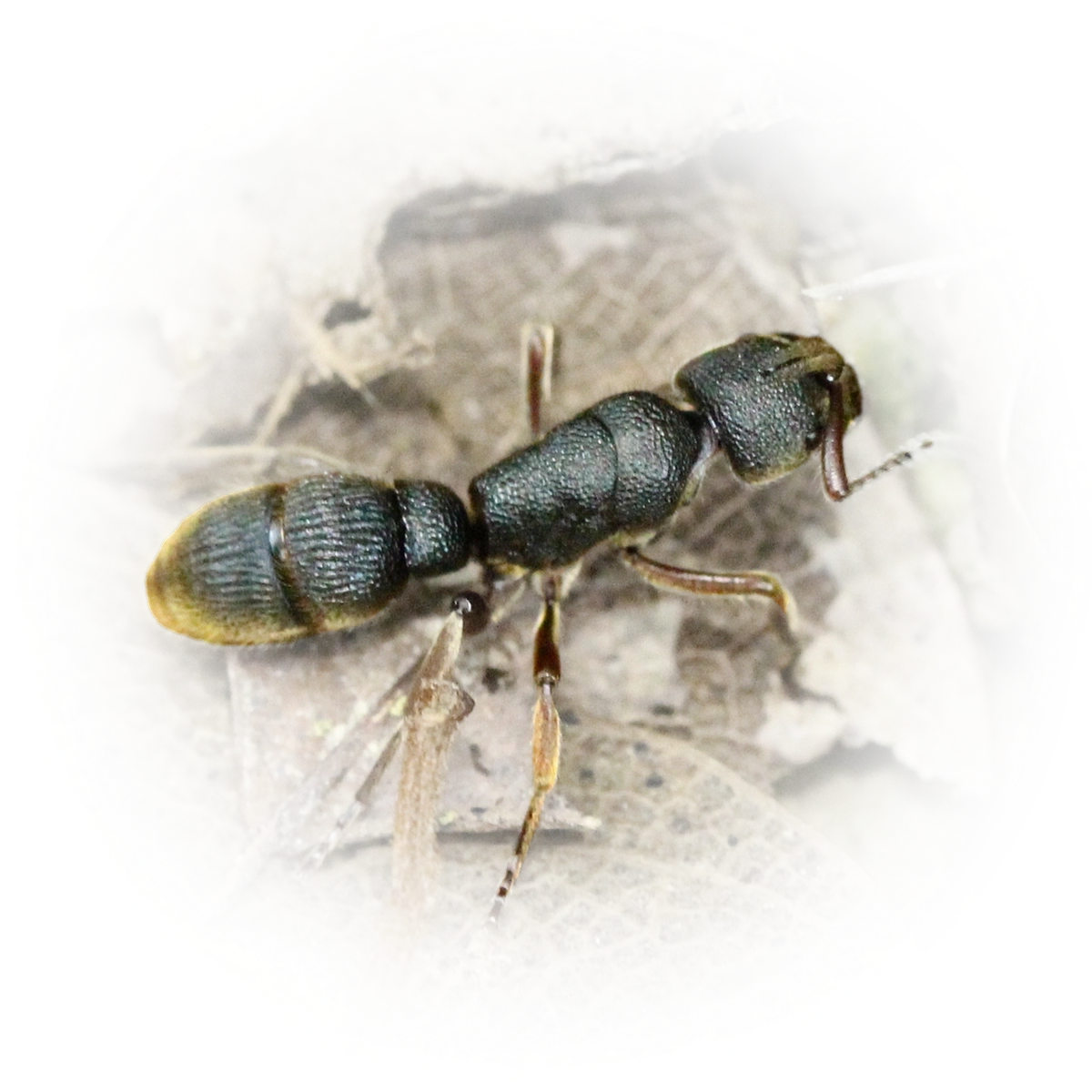Scientific illustration of Pseudoneoponera rufipes ant - showing key identification features including head, thorax, and gaster.
