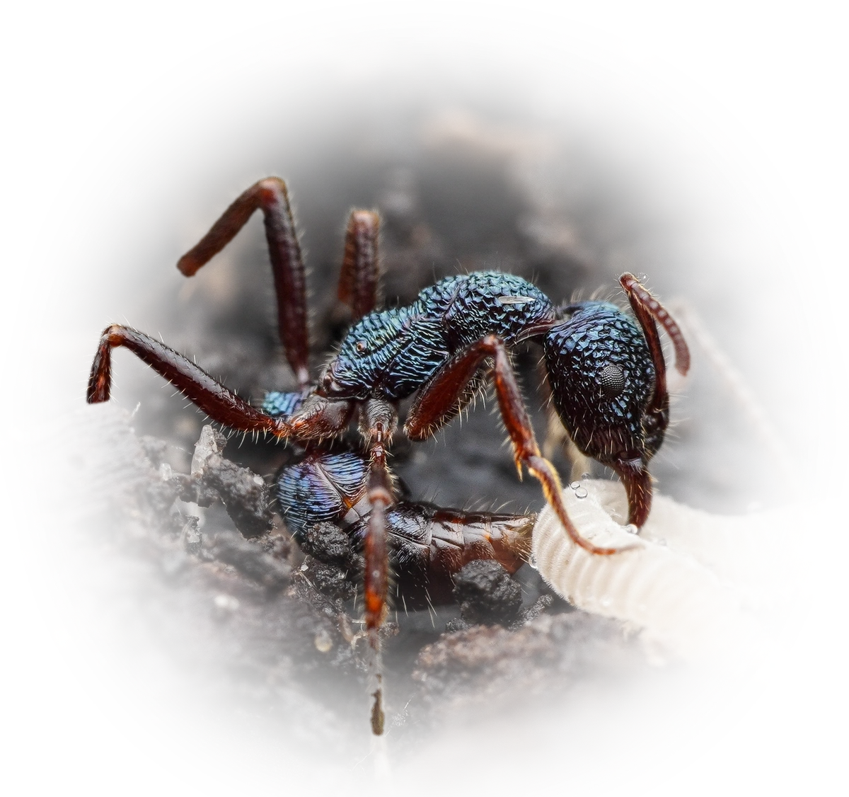 Scientific illustration of Rhytidoponera chalybaea (Blue Pony Ant) - showing key identification features including head, thorax, and gaster.