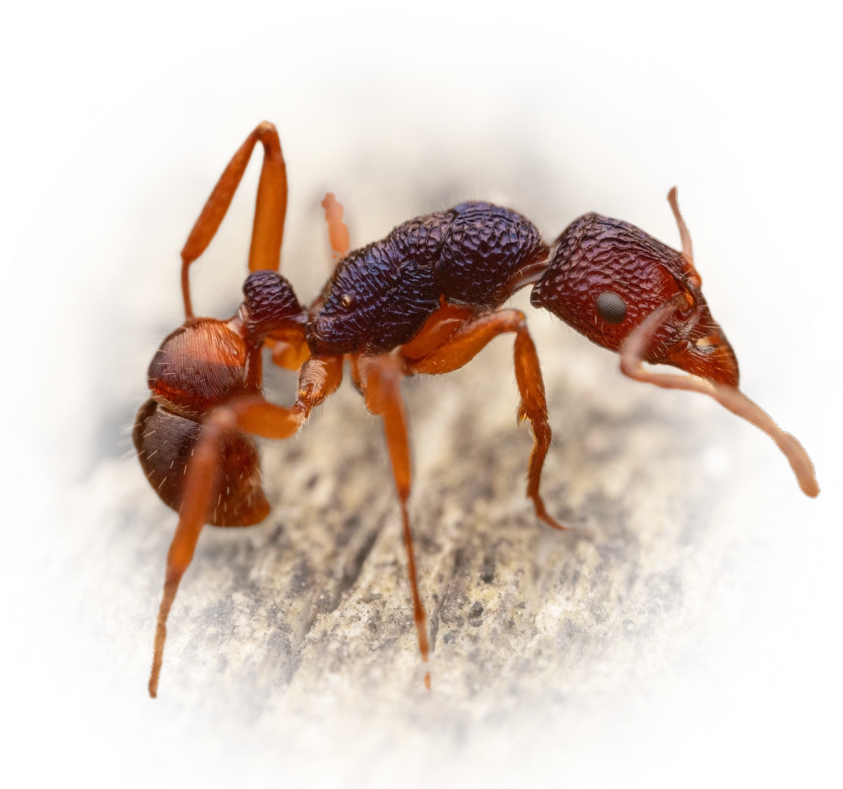 Scientific illustration of Rhytidoponera croesus ant - showing key identification features including head, thorax, and gaster.