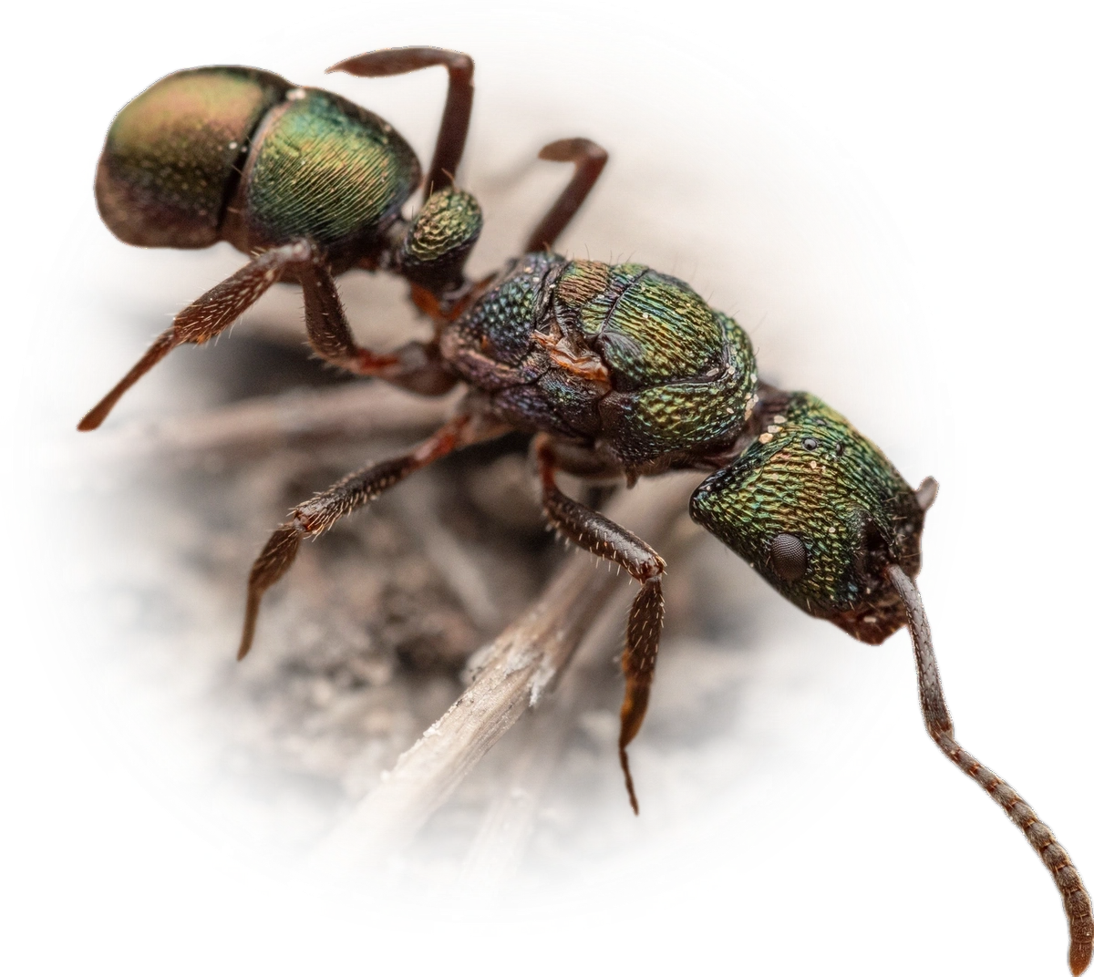 Scientific illustration of Rhytidoponera metallica (Green-head Ant) - showing key identification features including head, thorax, and gaster.