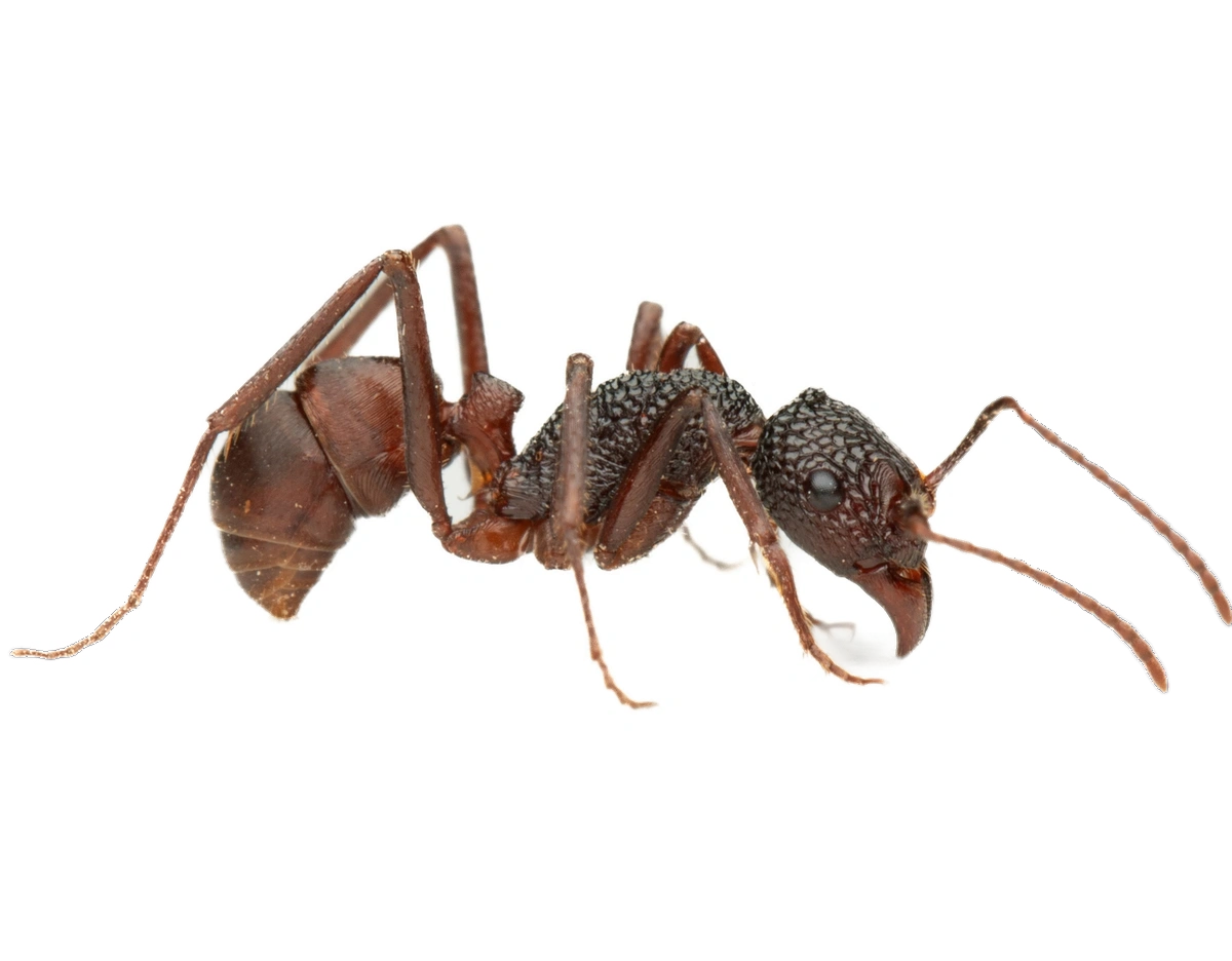 Scientific illustration of Rhytidoponera reticulata ant - showing key identification features including head, thorax, and gaster.