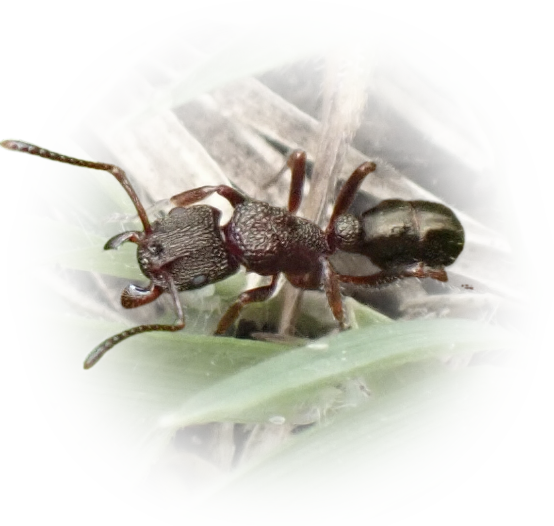 Scientific illustration of Rhytidoponera tasmaniensis ant - showing key identification features including head, thorax, and gaster.