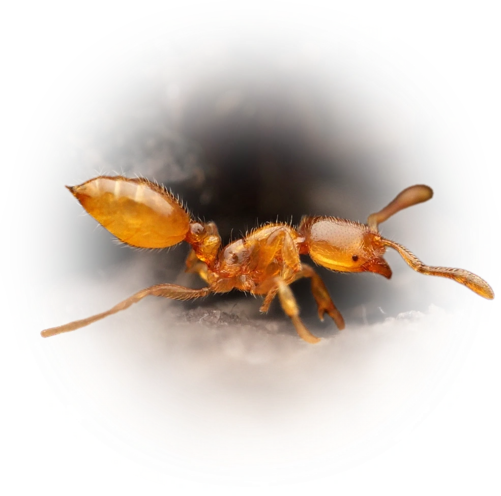 Scientific illustration of Solenopsis fugax (Common European Thief Ant) - showing key identification features including head, thorax, and gaster.