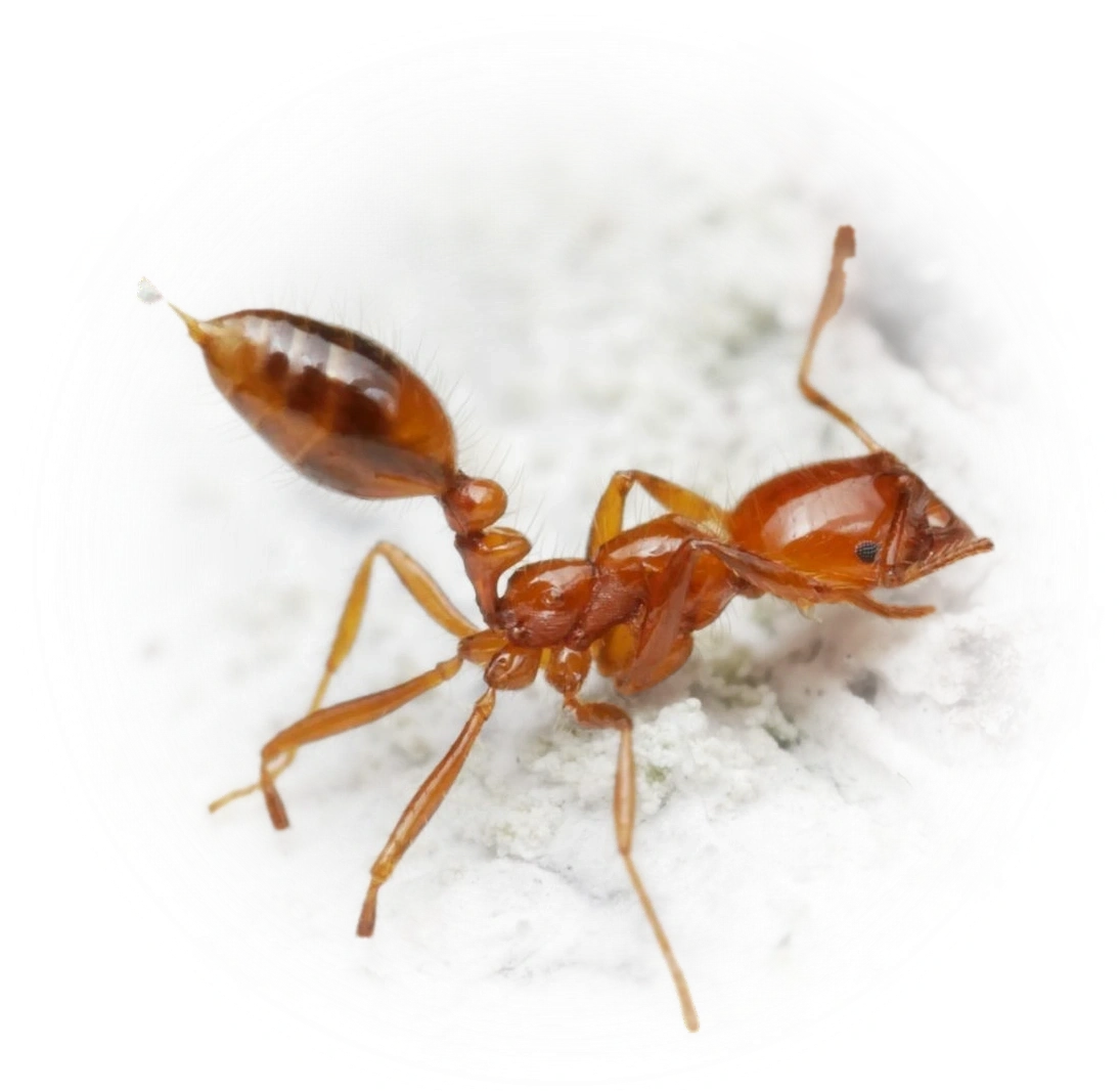 Scientific illustration of Solenopsis geminata (Tropical Fire Ant) - showing key identification features including head, thorax, and gaster.