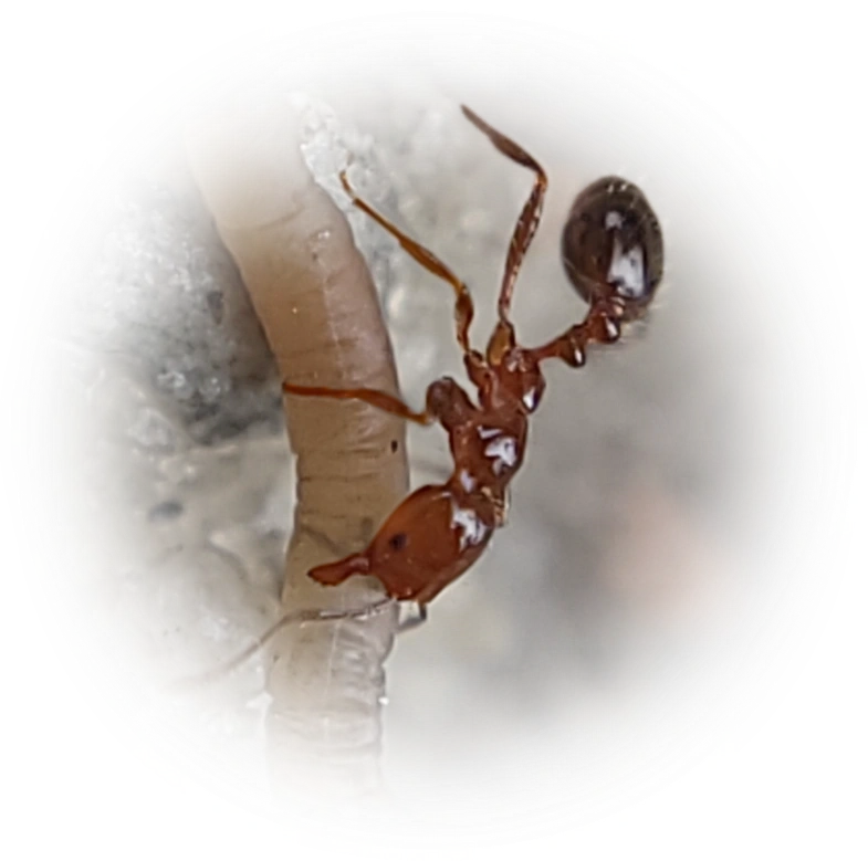 Scientific illustration of Solenopsis invicta (Red Imported Fire Ant) - showing key identification features including head, thorax, and gaster.