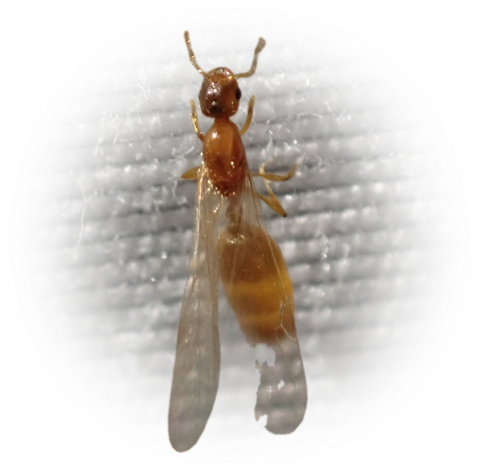 Scientific illustration of Solenopsis molesta (Common American Thief Ant) - showing key identification features including head, thorax, and gaster.