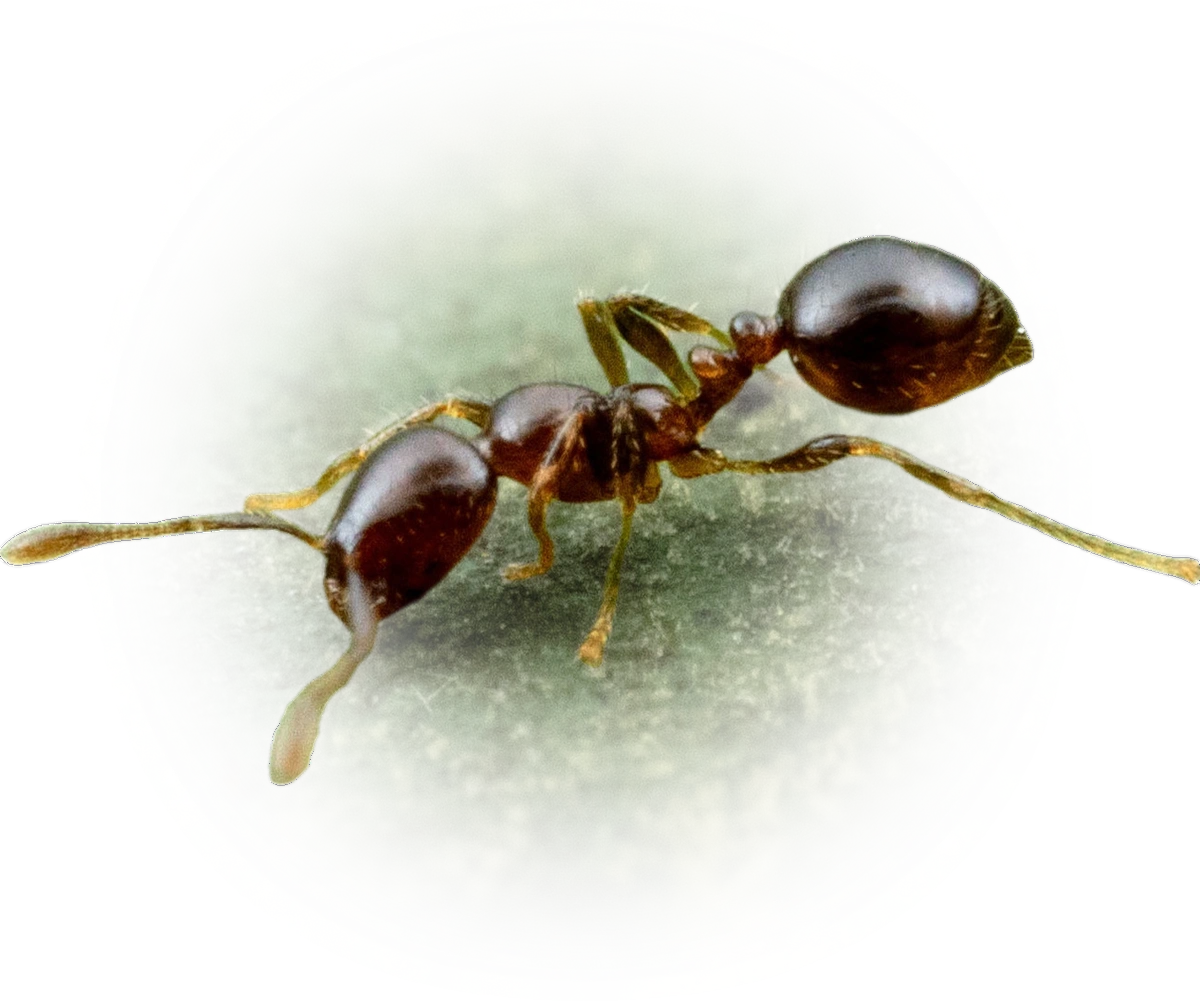 Scientific illustration of Solenopsis picea ant - showing key identification features including head, thorax, and gaster.