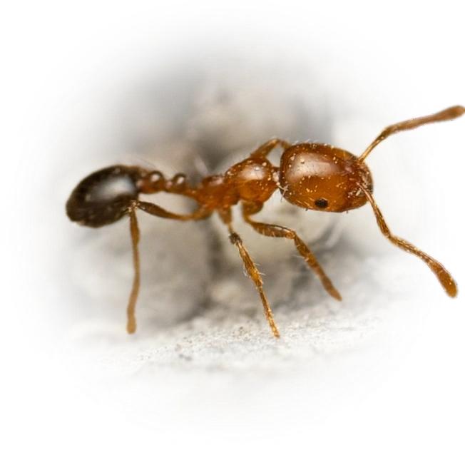 Scientific illustration of Solenopsis xyloni (Southern Fire Ant) - showing key identification features including head, thorax, and gaster.