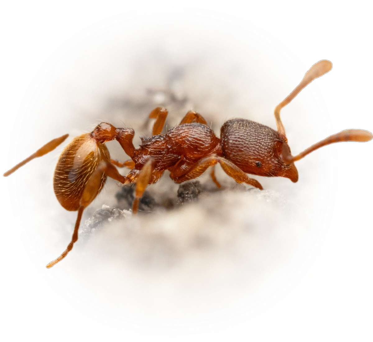 Scientific illustration of Stenamma debile ant - showing key identification features including head, thorax, and gaster.