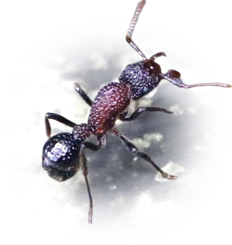 Scientific illustration of Stictoponera bicolor ant - showing key identification features including head, thorax, and gaster.