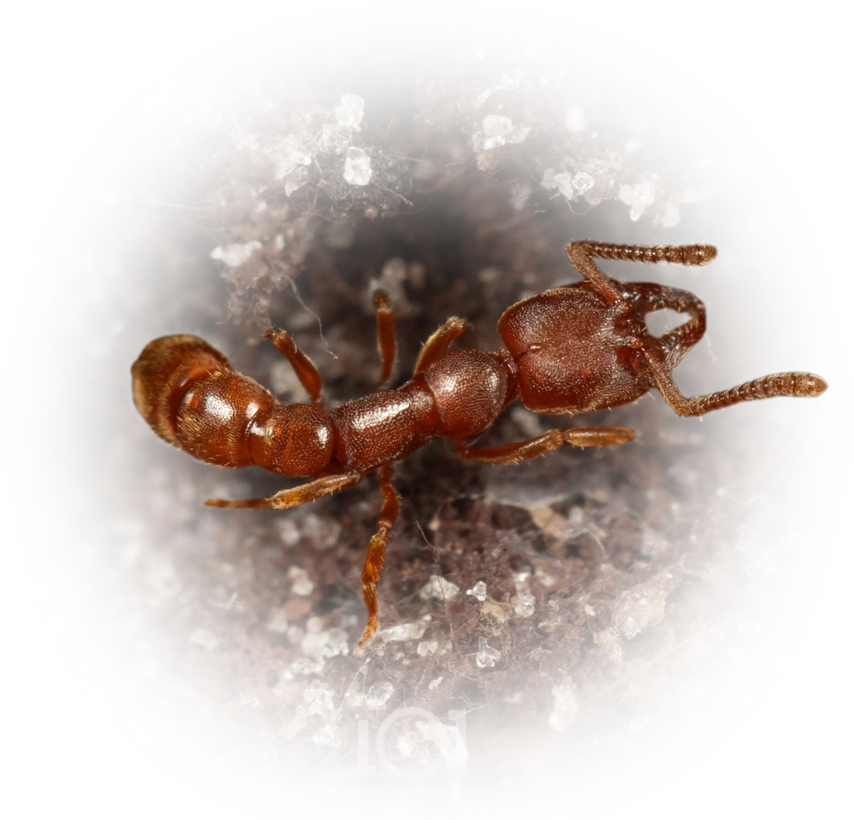 Scientific illustration of Stigmatomma pallipes (Eastern Dracula Ant) - showing key identification features including head, thorax, and gaster.