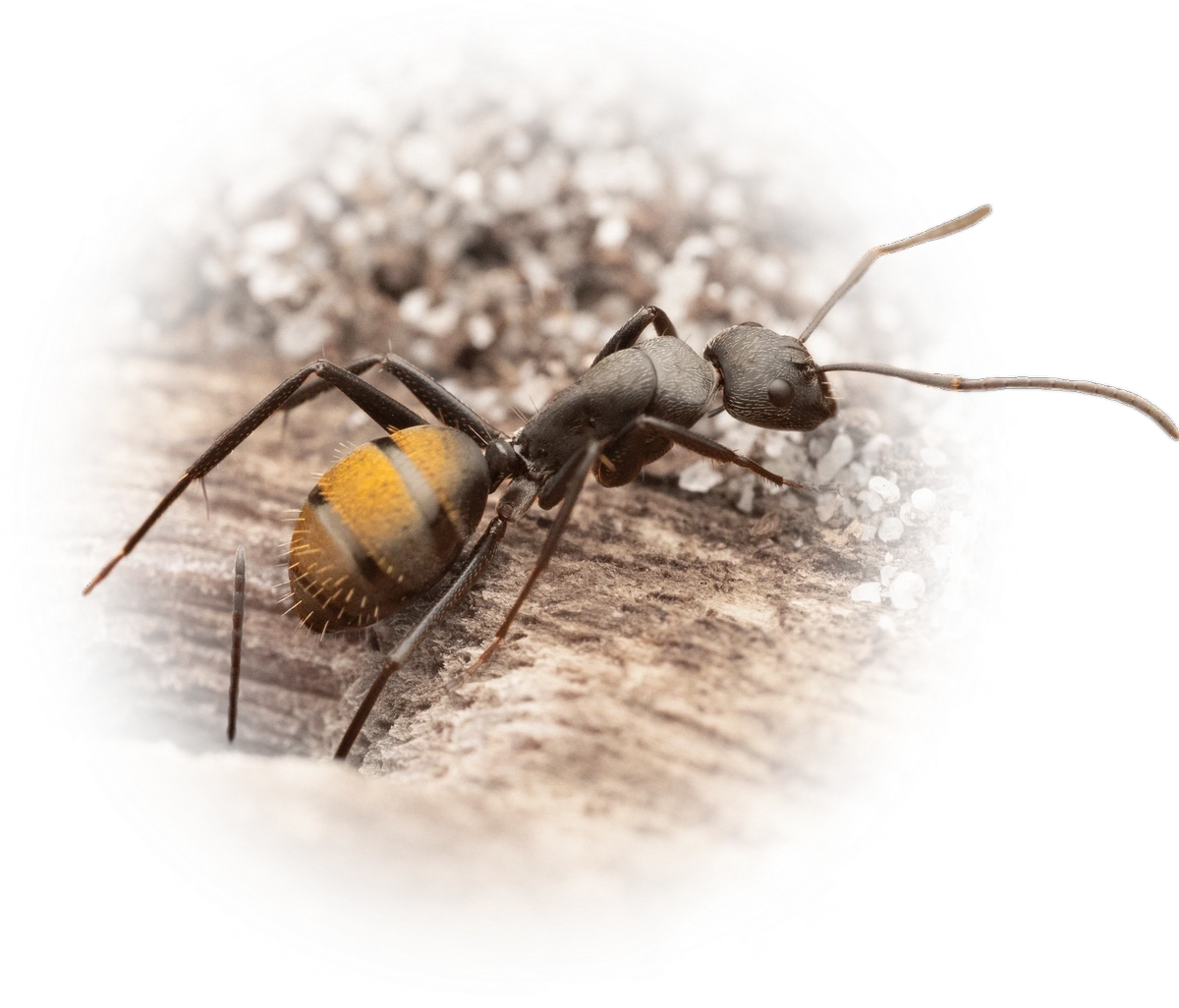 Scientific illustration of Camponotus aeneopilosus (Golden-tailed Sugar Ant) - showing key identification features including head, thorax, and gaster.