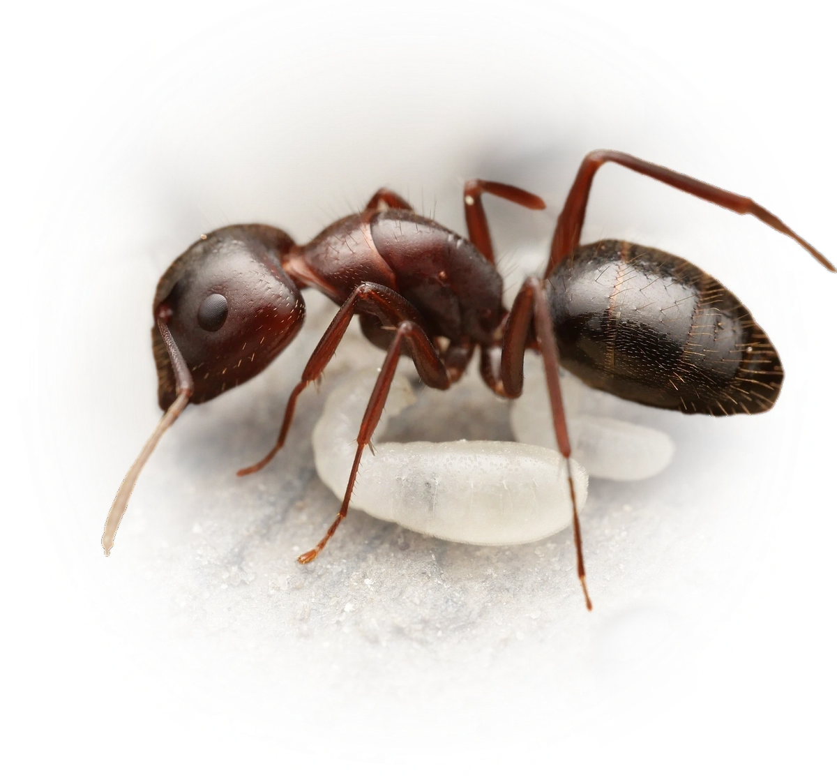 Scientific illustration of Camponotus aethiops (Ethiop Carpenter Ant) - showing key identification features including head, thorax, and gaster.