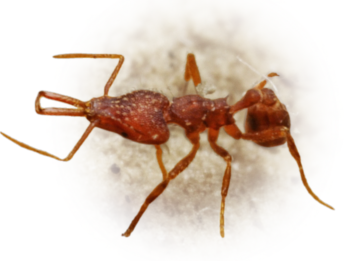 Scientific illustration of Strumigenys elongata ant - showing key identification features including head, thorax, and gaster.