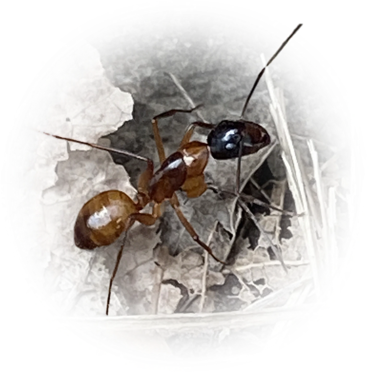 Scientific illustration of Camponotus americanus (American Carpenter Ant) - showing key identification features including head, thorax, and gaster.