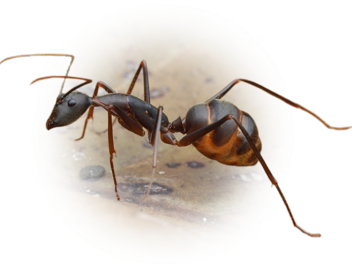 Scientific illustration of Camponotus angusticollis ant - showing key identification features including head, thorax, and gaster.