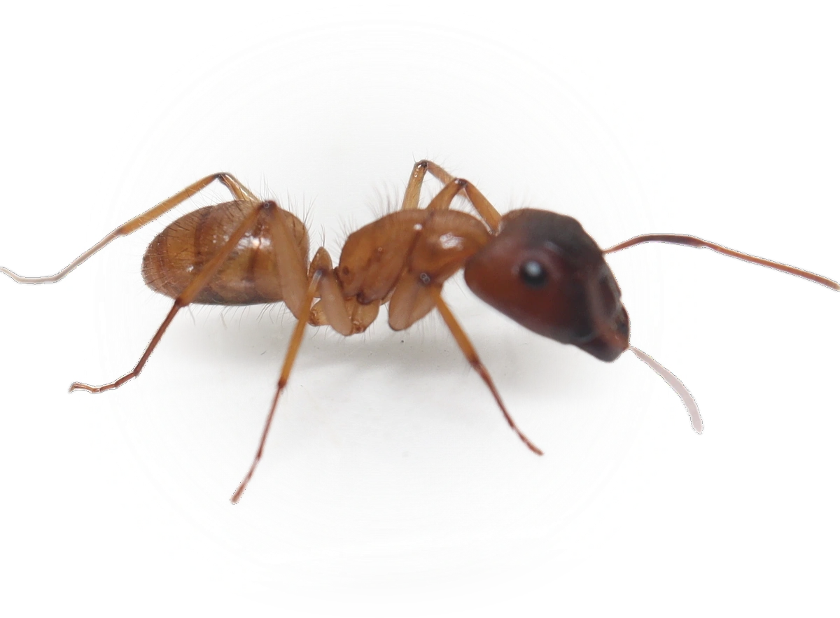 Scientific illustration of Camponotus atriceps (Tropical Carpenter Ant) - showing key identification features including head, thorax, and gaster.