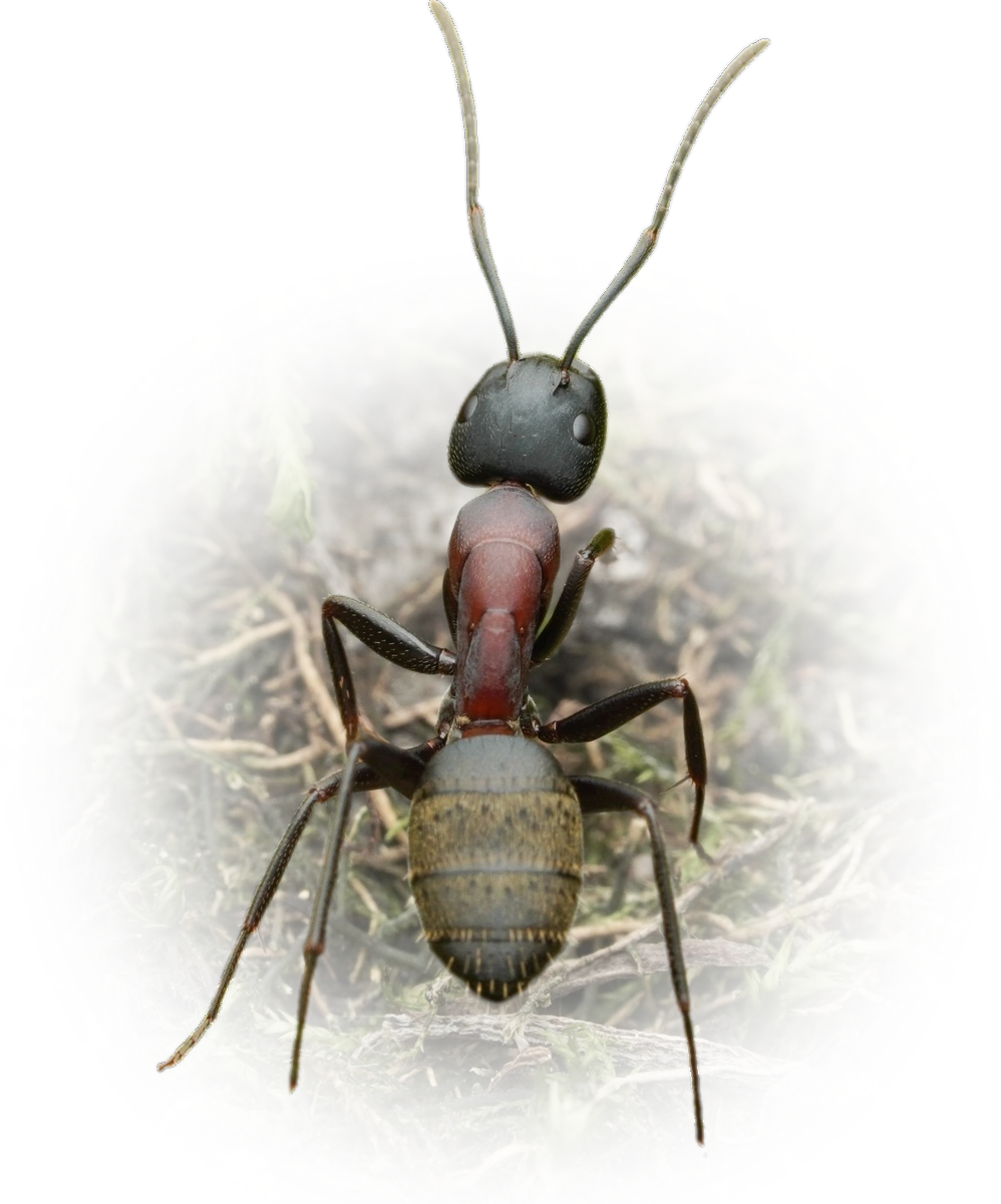 Scientific illustration of Camponotus atrox ant - showing key identification features including head, thorax, and gaster.