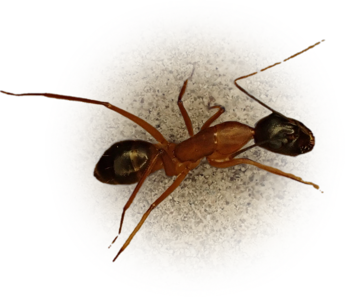 Scientific illustration of Camponotus barbaricus ant - showing key identification features including head, thorax, and gaster.