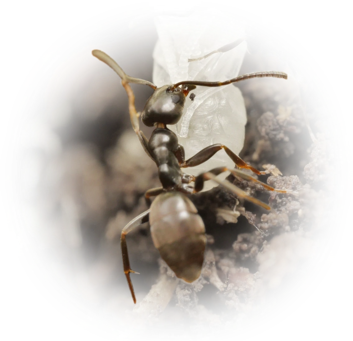 Scientific illustration of Tapinoma erraticum (Erratic Ant) - showing key identification features including head, thorax, and gaster.