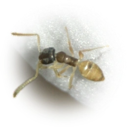 Scientific illustration of Tapinoma melanocephalum (Ghost Ant) - showing key identification features including head, thorax, and gaster.