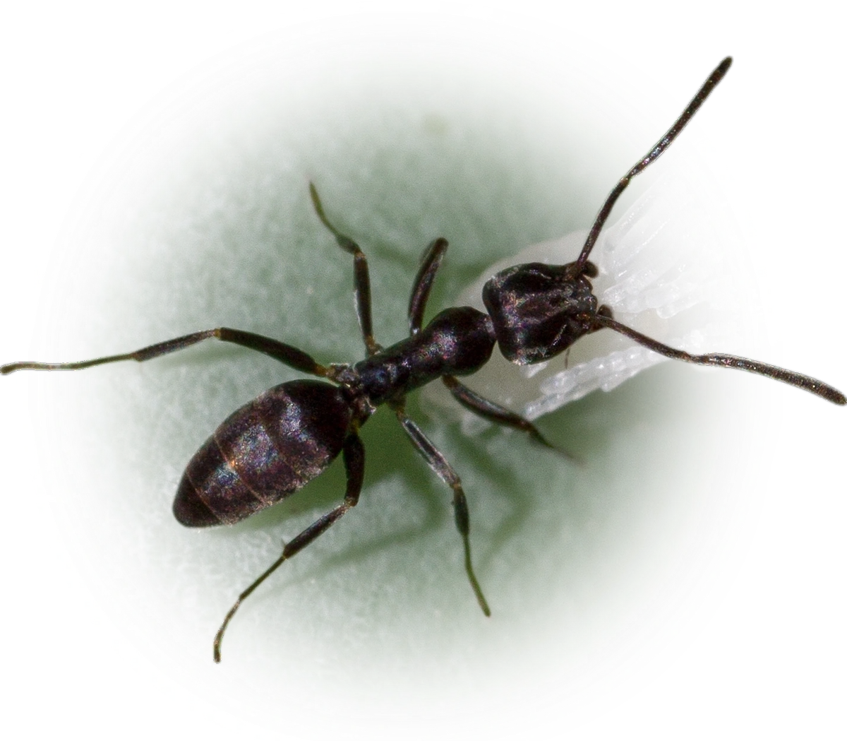 Scientific illustration of Tapinoma nigerrimum ant - showing key identification features including head, thorax, and gaster.