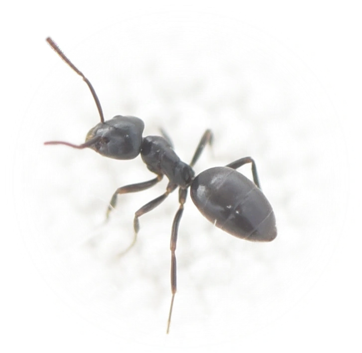 Scientific illustration of Tapinoma sessile (Odorous House Ant) - showing key identification features including head, thorax, and gaster.